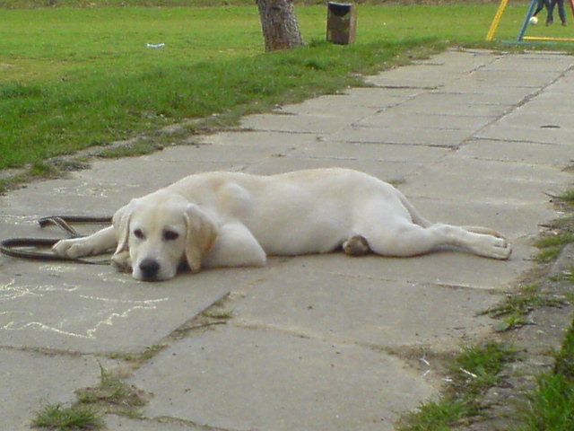 Max