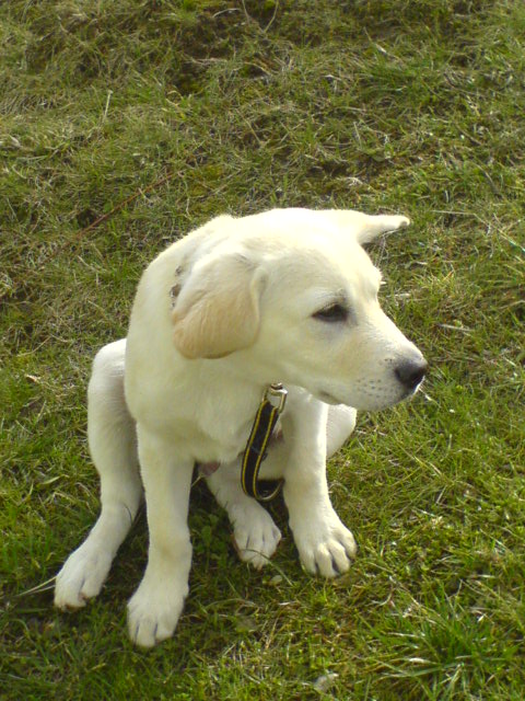 Max3